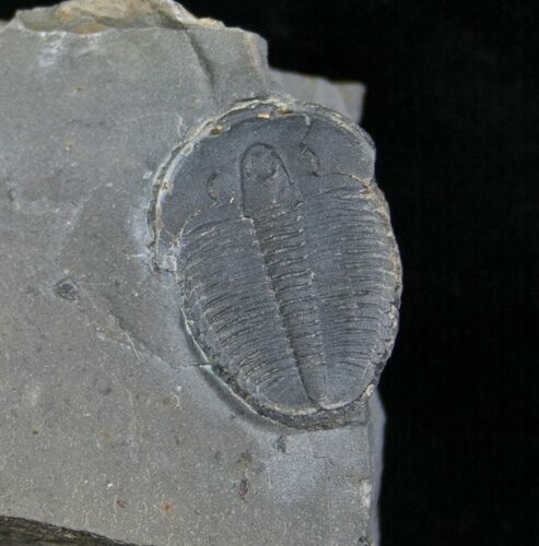 Elrathia Trilobite In Matrix - Utah #6741